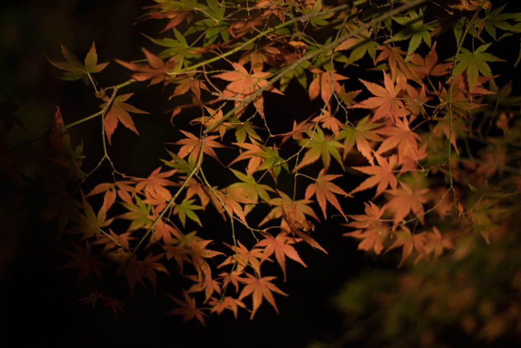 夜もみじ