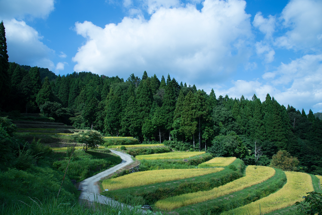 棚田と空