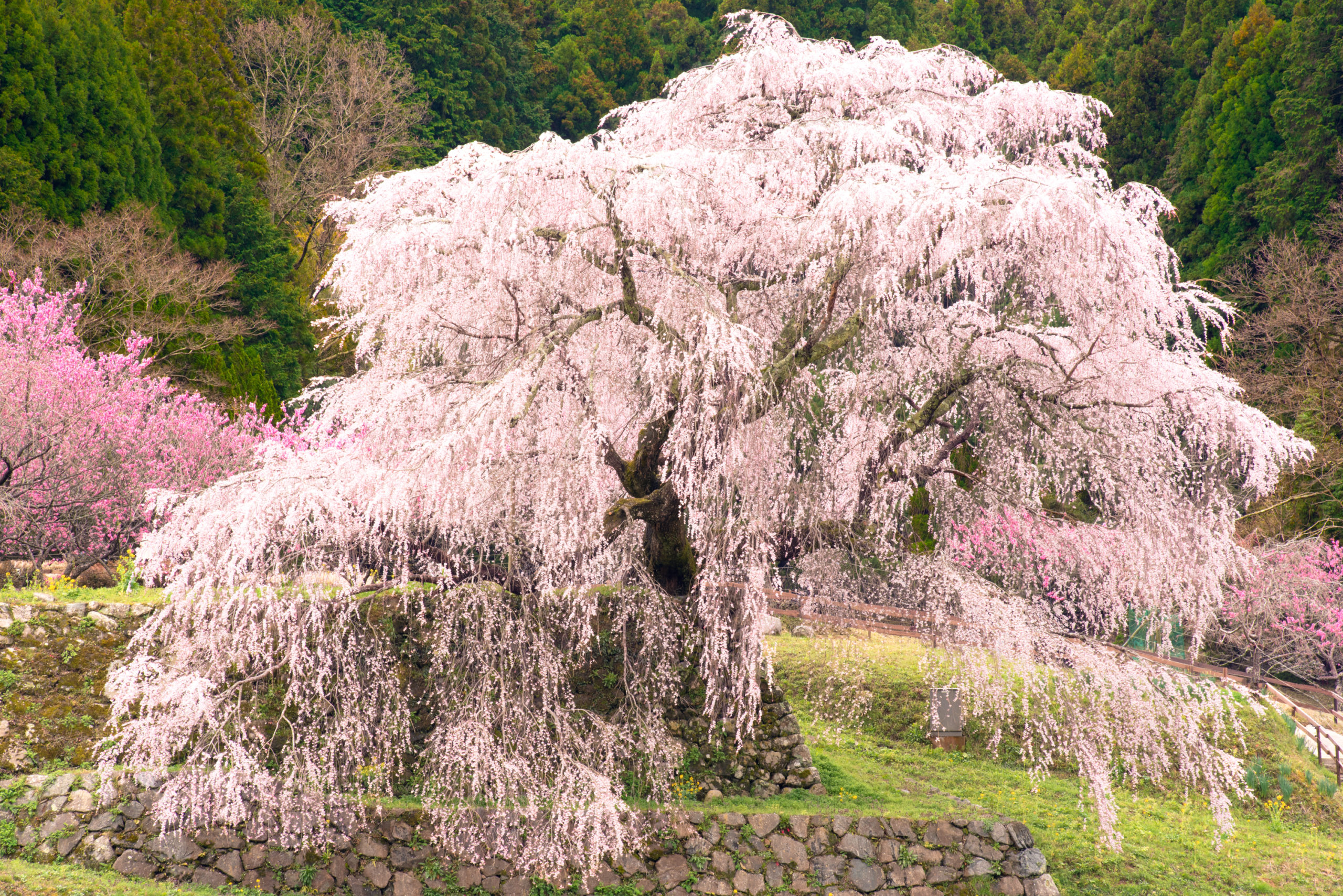 又兵衛桜